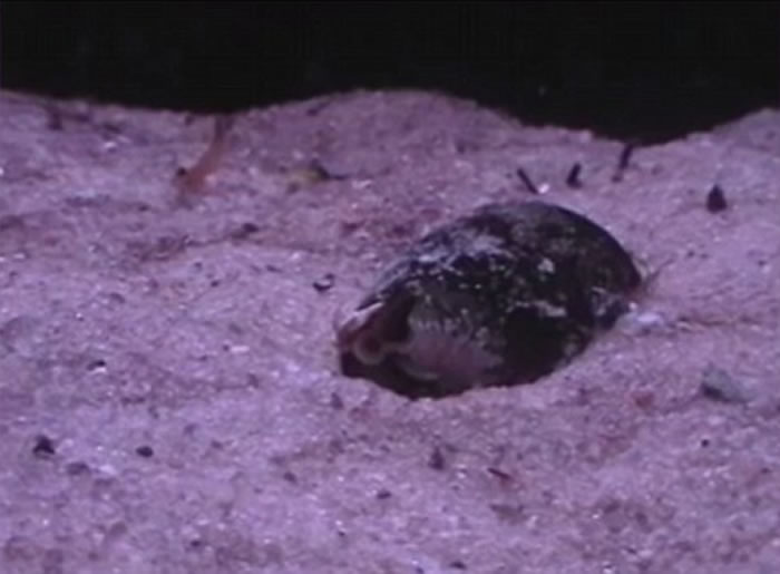 地纹芋螺（Conus Geographus）以迅雷不及掩耳的速度张开大口吞下一条鱼
