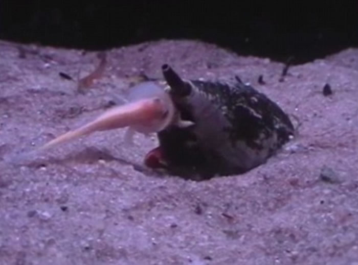 地纹芋螺（Conus Geographus）以迅雷不及掩耳的速度张开大口吞下一条鱼