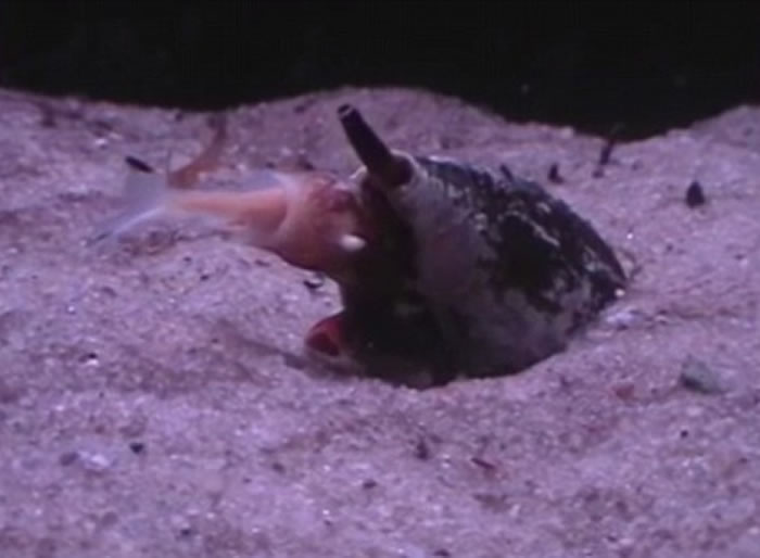地纹芋螺（Conus Geographus）以迅雷不及掩耳的速度张开大口吞下一条鱼