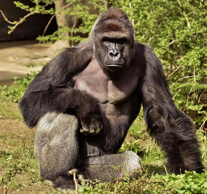 大猩猩哈拉比（Harambe）17岁时的模样。 PHOTOGRAPH COURTESY CINCINNATI ZOO VIA REUTERS