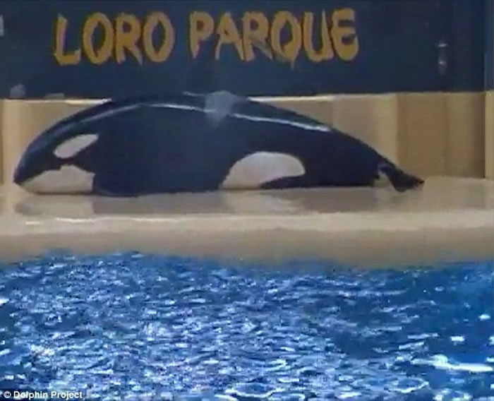 西班牙Loro Parque海洋公园再传杀人鲸自残事件