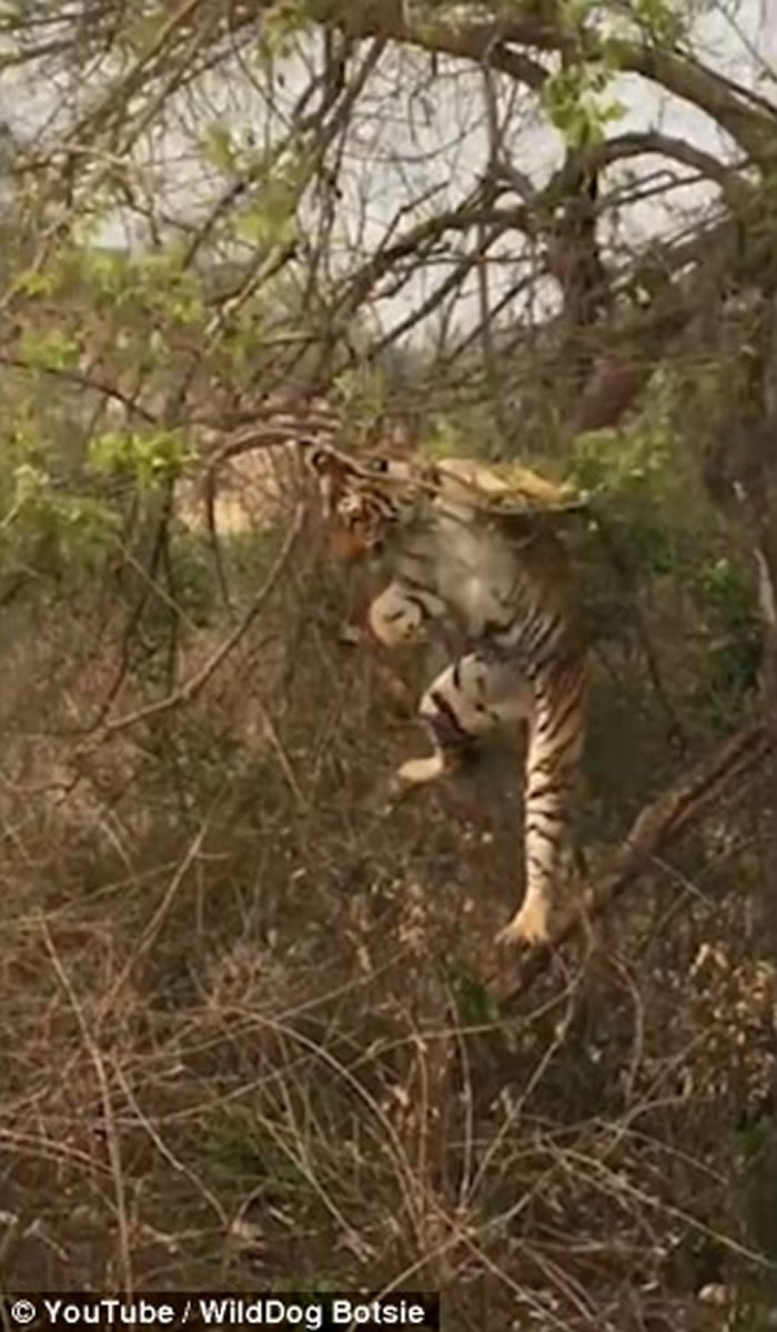 印度老虎爬树捉猴母子失手 跌到地面装成若无其事