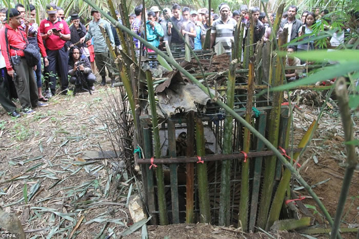 印度尼西亚一只苏门答腊虎误闯村庄觅食吓坏居民