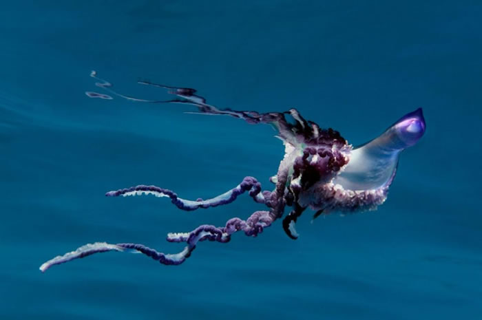 2009年时，一只僧帽水母优游在亚速尔群岛。 PHOTOGRAPH BY WILD WONDERS OF EUROPE/NATUREPL.COM/NATIONA