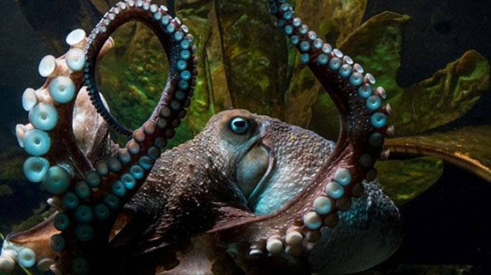 新西兰水族馆章鱼Inky上演《刺激2016》大逃亡 挤进排水管逃回大海