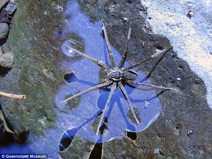 澳洲东海岸淡水中发现新品种蜘蛛“Dolomedes briangreenei” 能潜水捕鱼