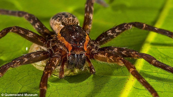 澳洲东海岸淡水中发现新品种蜘蛛“Dolomedes briangreenei” 能潜水捕鱼