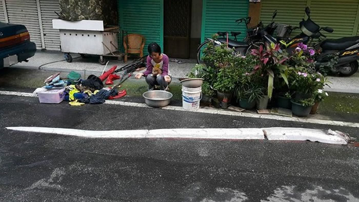 台湾清晨接连发生两起地震后捕获地震鱼“皇带鱼”