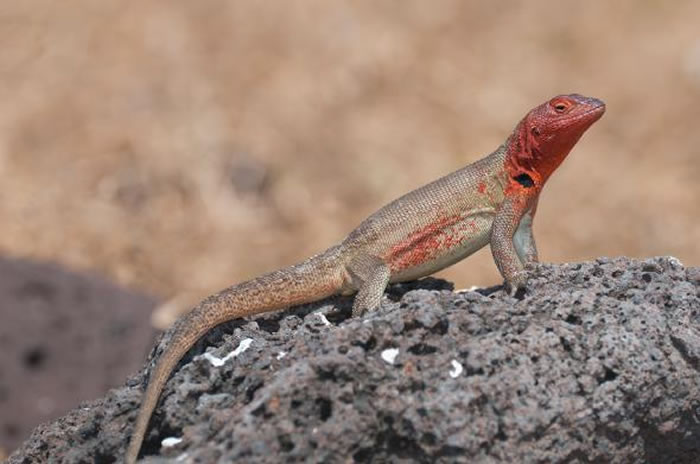 黑色熔岩蜥蜴亲戚之一──雌性熔岩蜥蜴（学名Tropidurus melanopleurus），在加拉巴哥群岛绽放自己繁殖季的色彩。 /PHOTOGRAPH BY