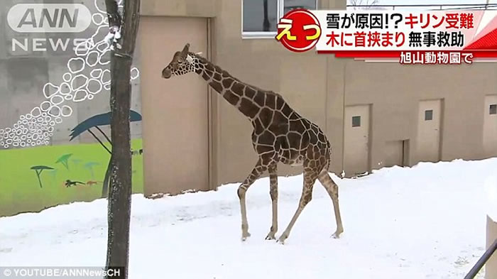 日本动物园长颈鹿不慎将脖子卡在“树枝”之间动弹不得