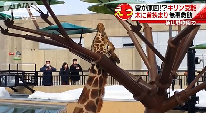 日本动物园长颈鹿不慎将脖子卡在“树枝”之间动弹不得