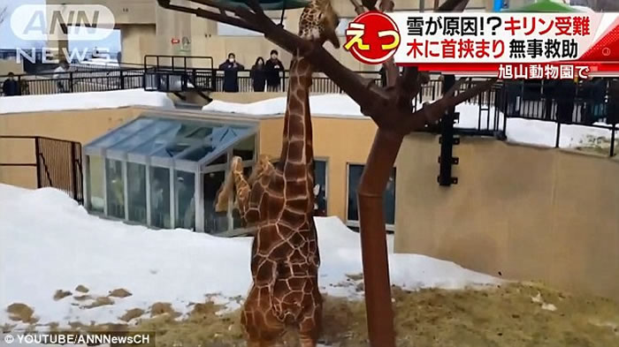 日本动物园长颈鹿不慎将脖子卡在“树枝”之间动弹不得