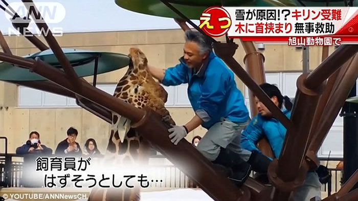 日本动物园长颈鹿不慎将脖子卡在“树枝”之间动弹不得