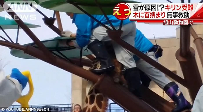 日本动物园长颈鹿不慎将脖子卡在“树枝”之间动弹不得