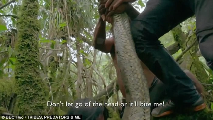 BBC纪录片《部落，肉食动物和我》：厄瓜多尔亚马逊丛林捕猎到5.1米世界最长水蟒