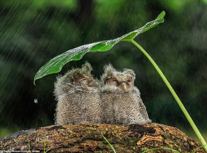印尼猫头鹰情侣树叶下依偎避雨