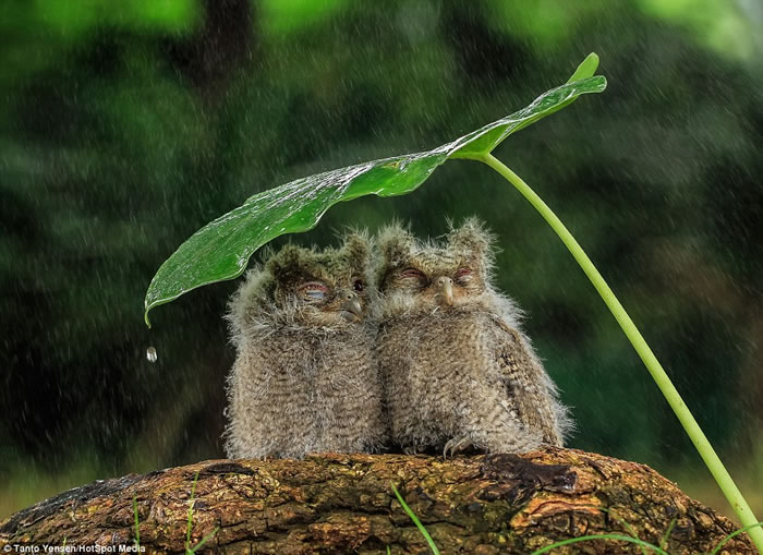 印尼猫头鹰情侣树叶下依偎避雨