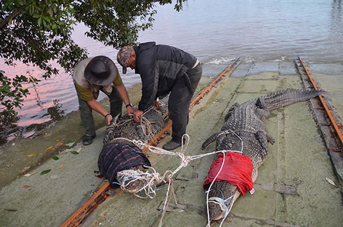 马来西亚在河流投饵成功捕获2条巨鳄