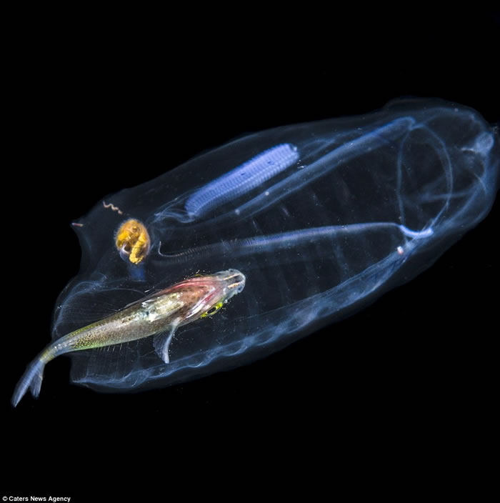 美国佛罗里达州海底半透明海洋生物腹中竟有一条彩色小鱼