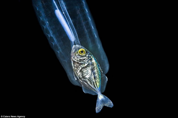 美国佛罗里达州海底半透明海洋生物腹中竟有一条彩色小鱼
