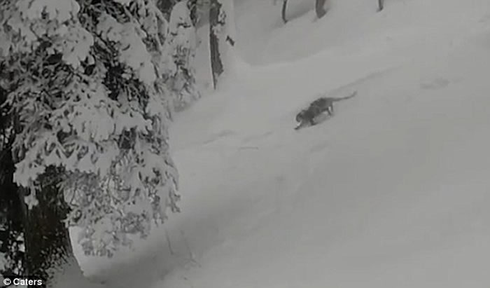 澳洲游客到印度古尔玛尔格滑雪，珍稀雪豹突然从积雪中窜出
