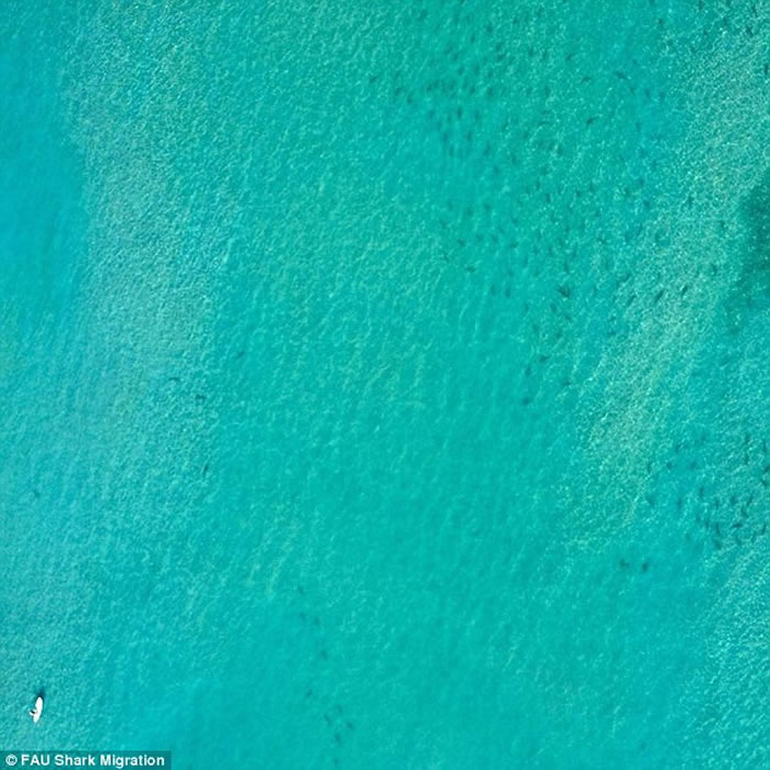 美国佛罗里达海岸上千头鲨鱼聚集
