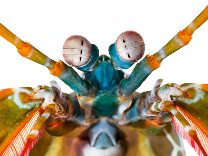 螳螂虾（Odontodactylus scyllarus）的色彩受器多得出奇──它有12个，人类只有三个。它的眼睛也会各自独立活动与感测水深，还能看见红外光与紫
