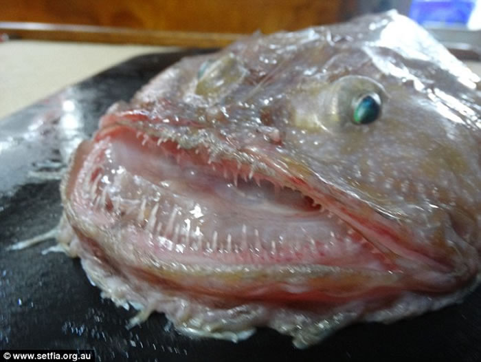 澳大利亚渔民发现奇怪深海生物“琵琶鱼”