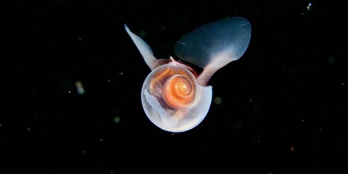 美国科学家发现鯱螺穿梭海洋时似蜜蜂“飞舞”