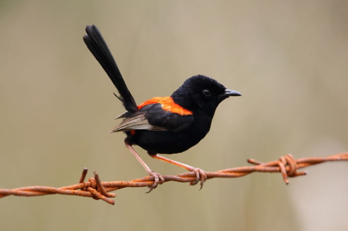 原产于澳大利亚的红背细尾鹩莺（Malurus melanocephalus）