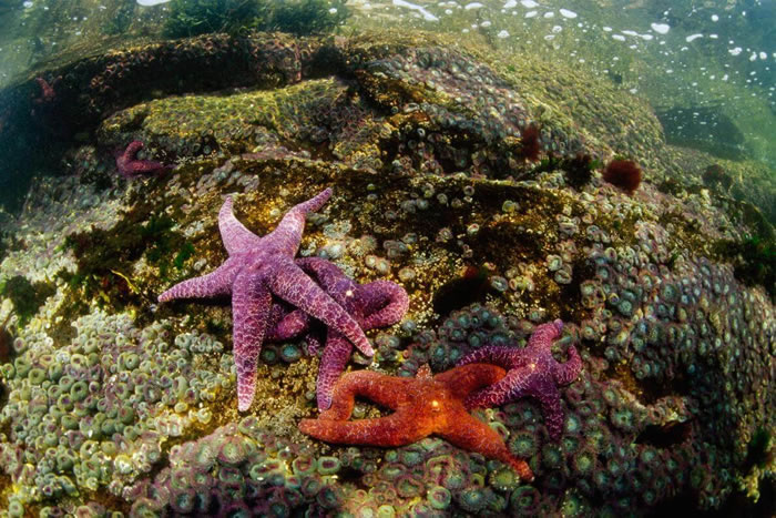 呜呼！海星没有心脏。 PHOTOGRAPH BY PAUL NICKLEN, NATIONAL GEOGRAPHIC