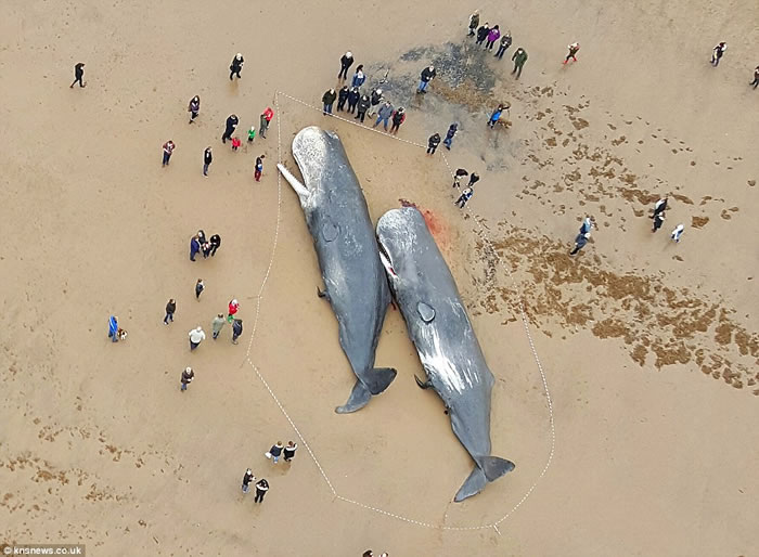 英国东北部的斯凯格内斯海滩上惊现4头死亡抹香鲸