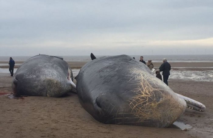 英国东北部的斯凯格内斯海滩上惊现4头死亡抹香鲸