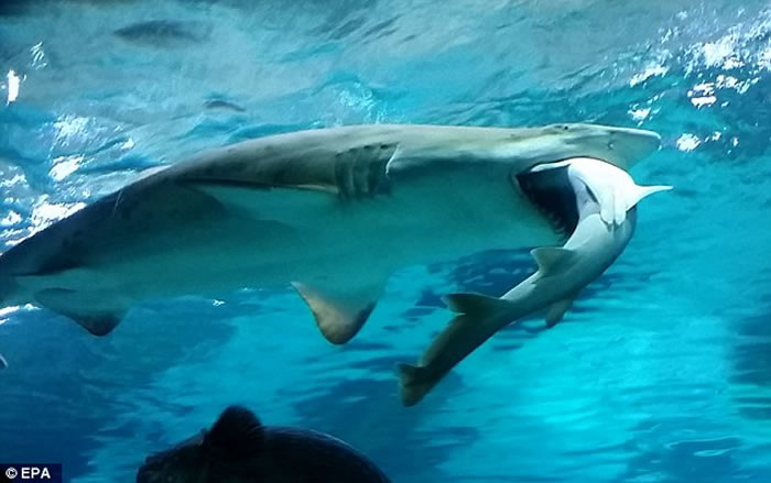 韩国首尔水族馆“凶杀案”：母鲨生吞幼公鲨