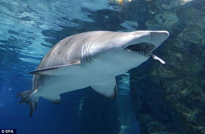 韩国首尔水族馆“凶杀案”：母鲨生吞幼公鲨