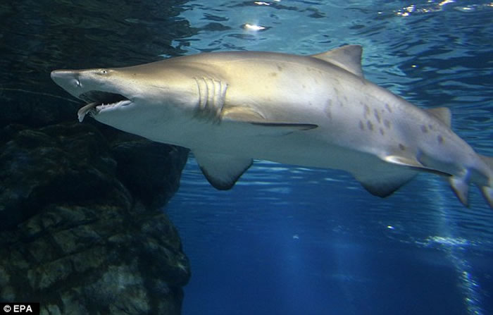 韩国首尔水族馆“凶杀案”：母鲨生吞幼公鲨