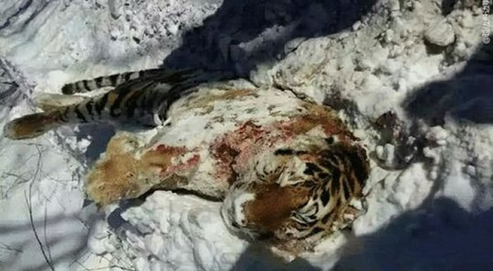 吉林珲春东北虎国家级自然保护区发现非正常死亡的野生东北虎尸体