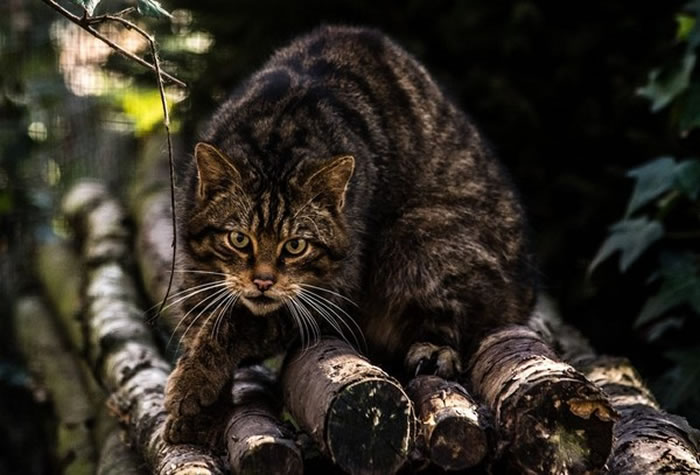 古老猫科动物“苏格兰野猫”全世界剩下不到35只