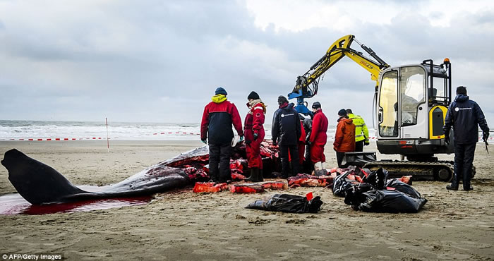 五头抹香鲸在荷兰泰瑟尔岛海滩上搁浅后死亡