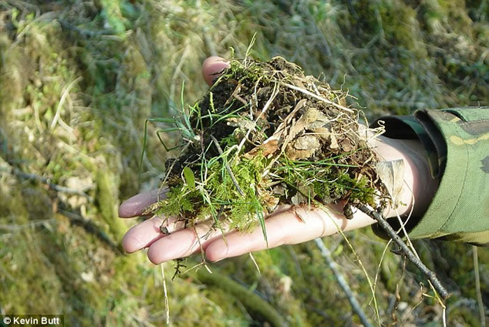 英国苏格兰的拉姆岛发现40公分长巨型蚯蚓