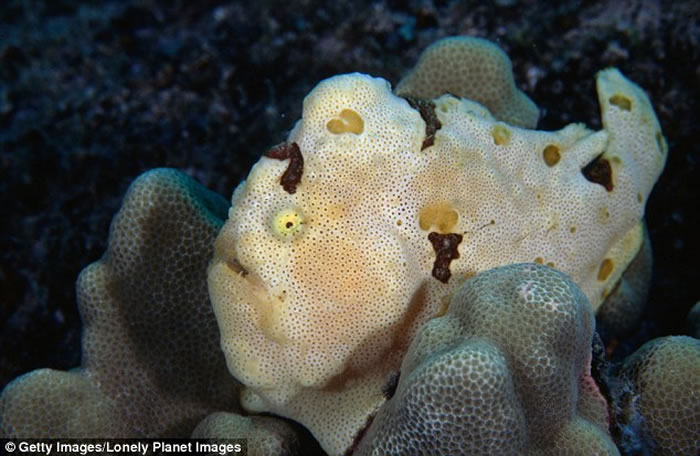 怪鱼可能属于襞鱼(frogfish)物种