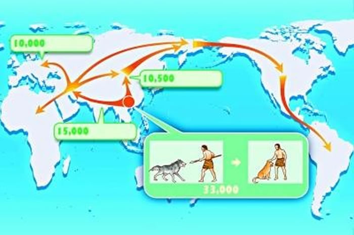 研究表明狗是在约3.3万年前开始在东亚南部地区逐渐被人类驯化