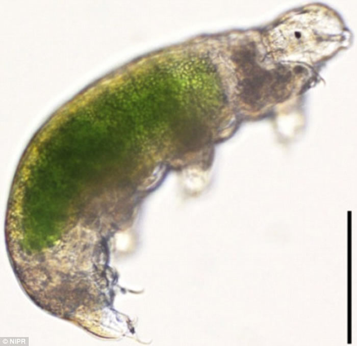 地球最强生物“水熊虫”冷冻30年大复活