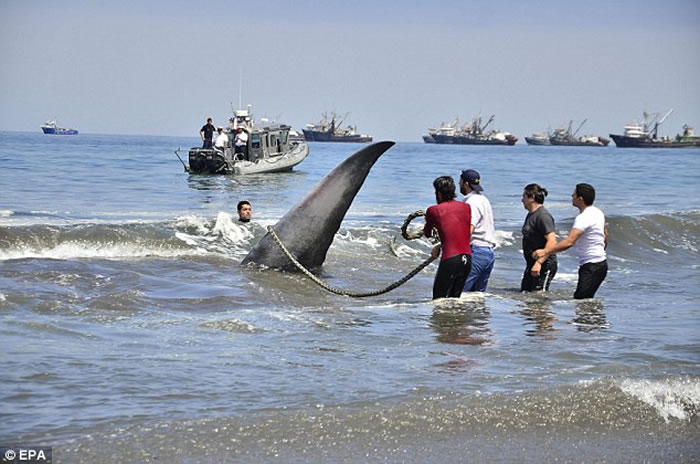 20米巨型鲸在智利海岸搁浅后奄奄一息，当地民众齐心合力成功拖进海里