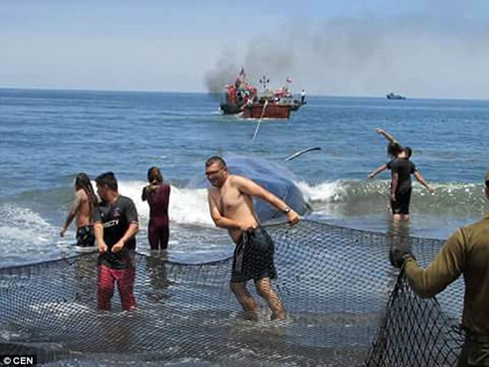 20米巨型鲸在智利海岸搁浅后奄奄一息，当地民众齐心合力成功拖进海里