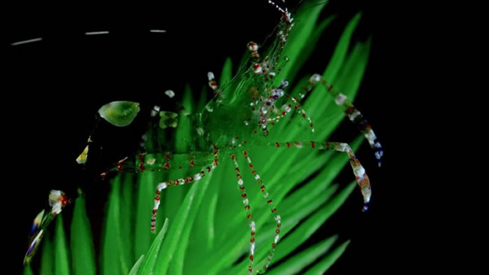 海葵虾（Ancylomenes pedersoni）