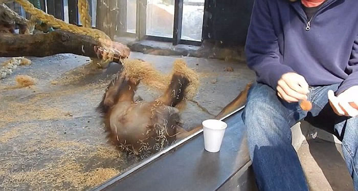 大猩猩愣了一秒，随后大笑着躺倒地上。