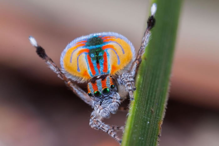 雄性孔雀蜘蛛（如图，Maratus volans）必须卖力把握机会以吸引雌蛛。 PHOTOGRAPH BY JURGEN OTTO