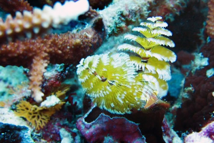 这个像极了圣诞树的生物，其实叫「大旋鳃虫」。