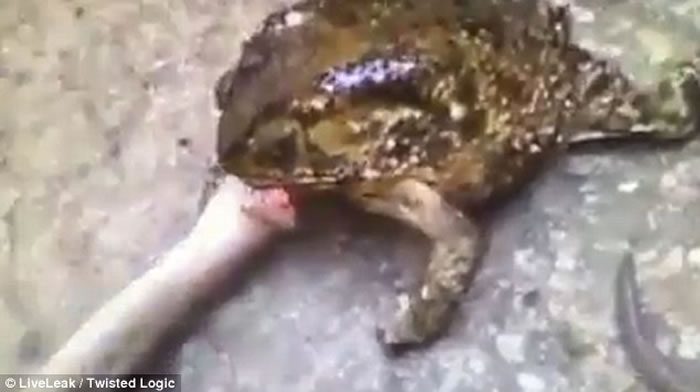 巨蟾死死咬住蛇头，制服了天敌。